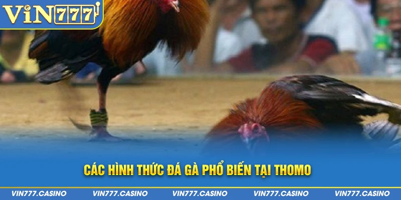 Các hình thức đá gà phổ biến tại Thomo