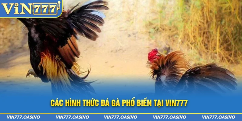 Các hình thức đá gà phổ biến tại Vin777