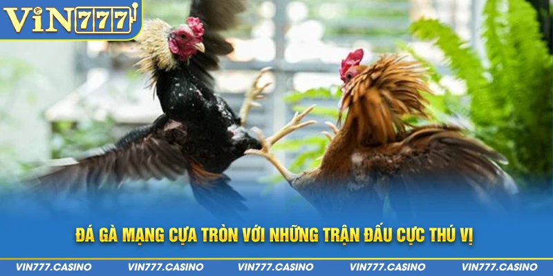 Đá gà mạng cựa tròn với những trận đấu cực thú vị