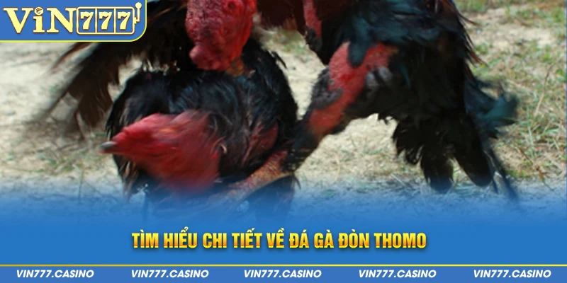 Tìm hiểu chi tiết về đá gà đòn thomo