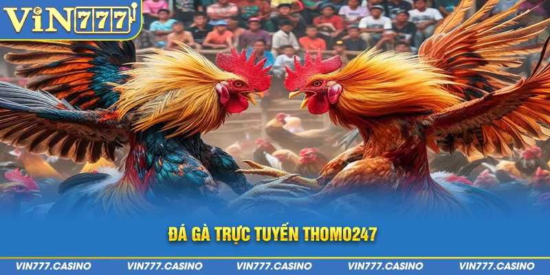 thomo247