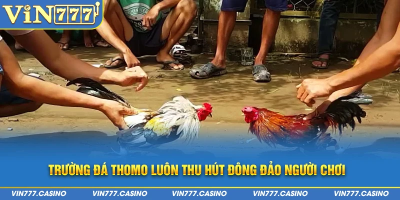 Đá gà Vin777 - Sân chơi kịch tính và hấp dẫn