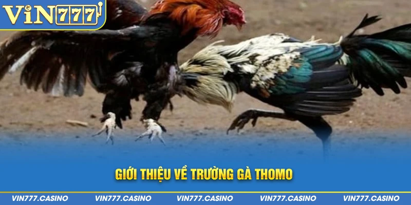 Giới thiệu về trường gà thomo